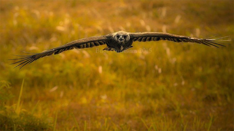 Animal, Bird, Eagle, Hawk, Changeable Hawk Eagle The Eaglephoto preview