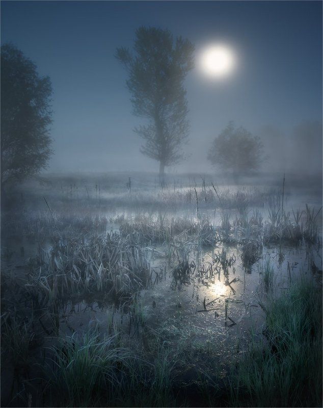 болото, камыш, луна, ночь, туман Полнолуние на болотеphoto preview