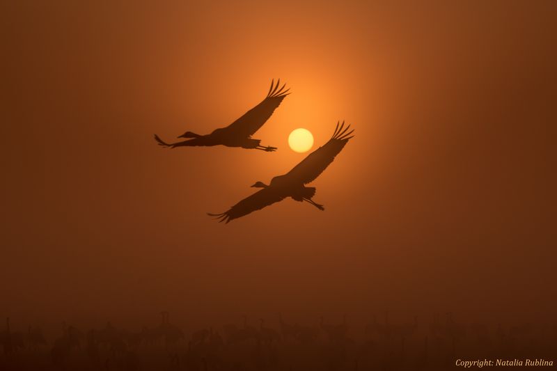 Восход, Восход солнца, Двое, Душа, Журавли, Заповедник, Золотой рассвет, Крылья, Осень, Полёт, Природа, Птицы, Рассвет, Солнце, Туман, Утро Полёт Душа в Душу ...photo preview
