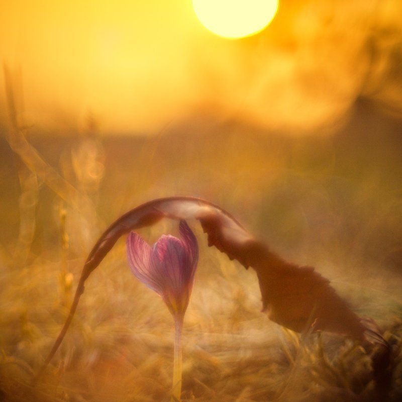 осень, , крокус Закрой глаза… Рисуй со мной весну… Возьми с души своей поярче краски...photo preview