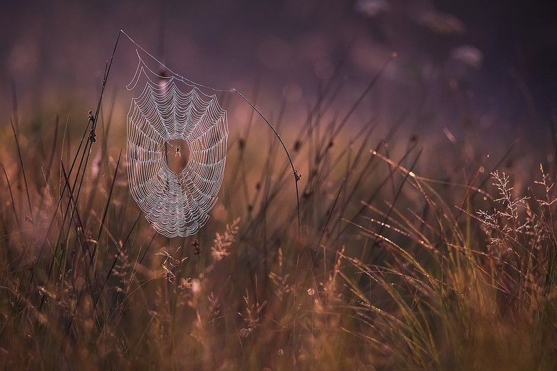 Кружево.photo preview