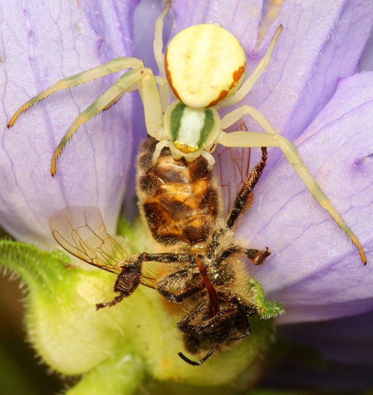 deadly gripphoto preview