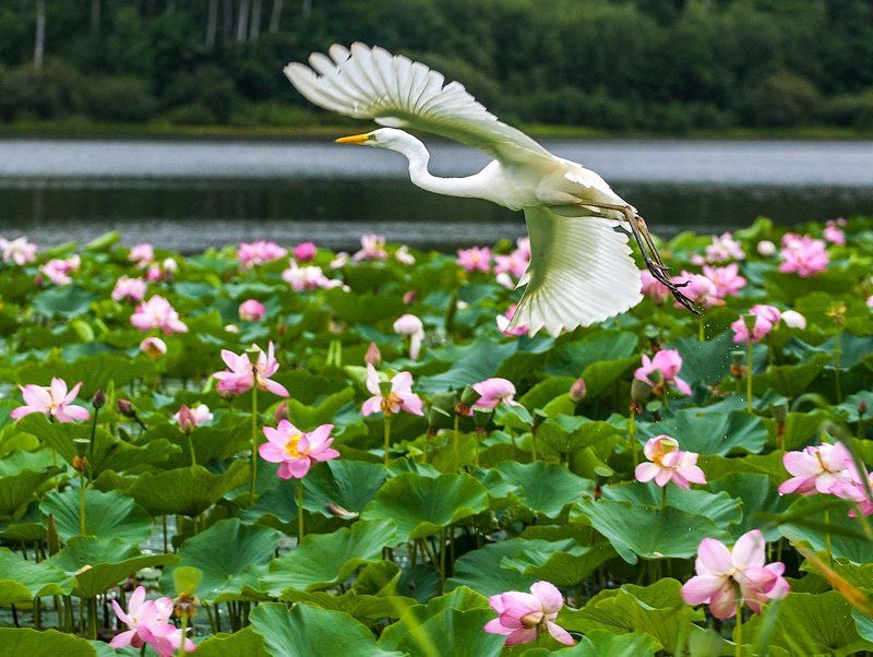 Полёт над лотосами фото превью