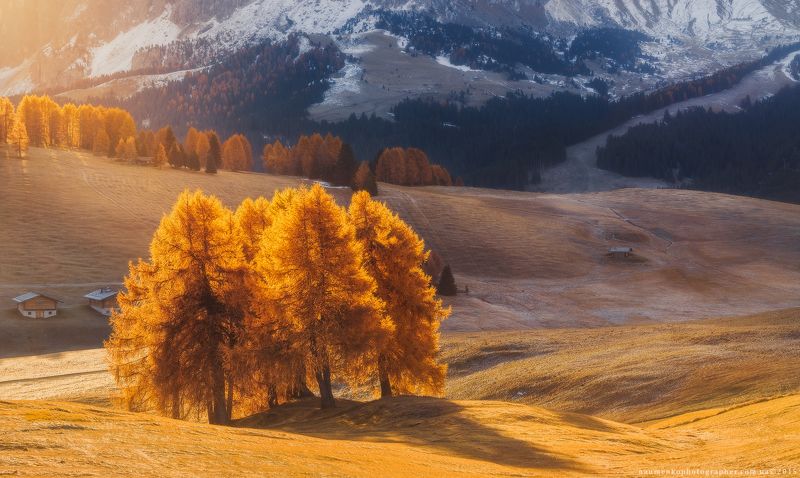 горы,доломиты,италия,лиственница,осень,панорама,свет,утро,alpe di siusi Италия. Доломиты. Утренний свет на плато Alpe Di Siusi-2photo preview