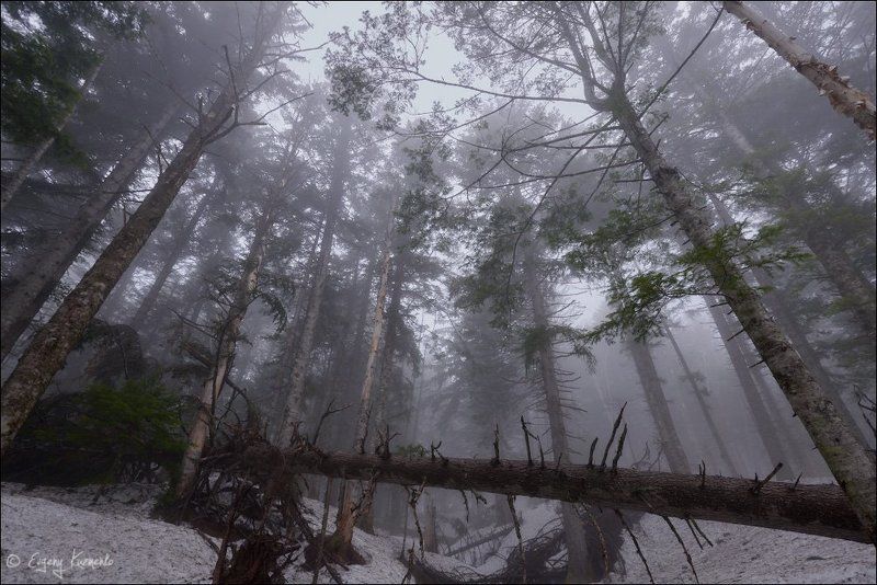 сахалин, лес В туманеphoto preview