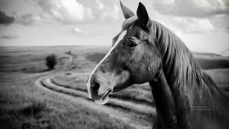 лошади, поле, облака, миасс  photo preview