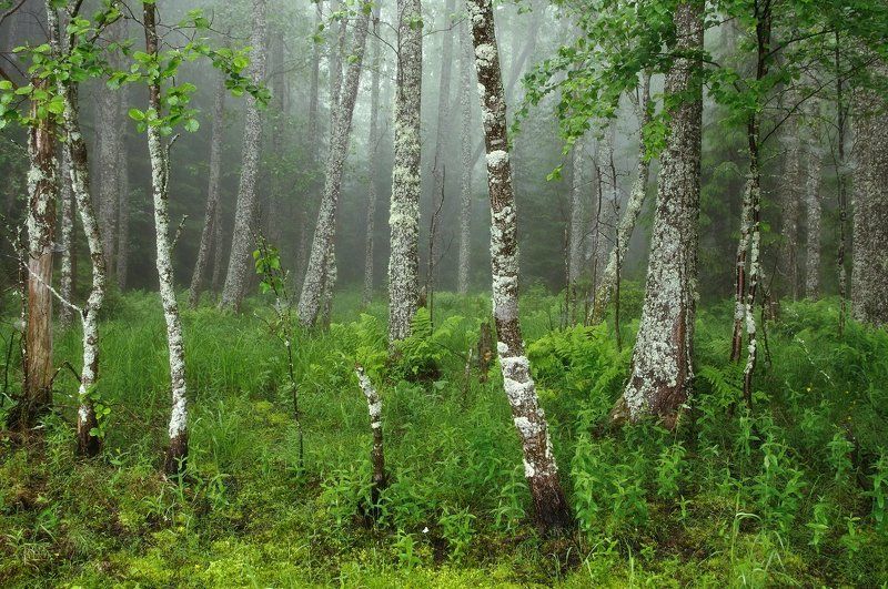 Туман в лесуphoto preview