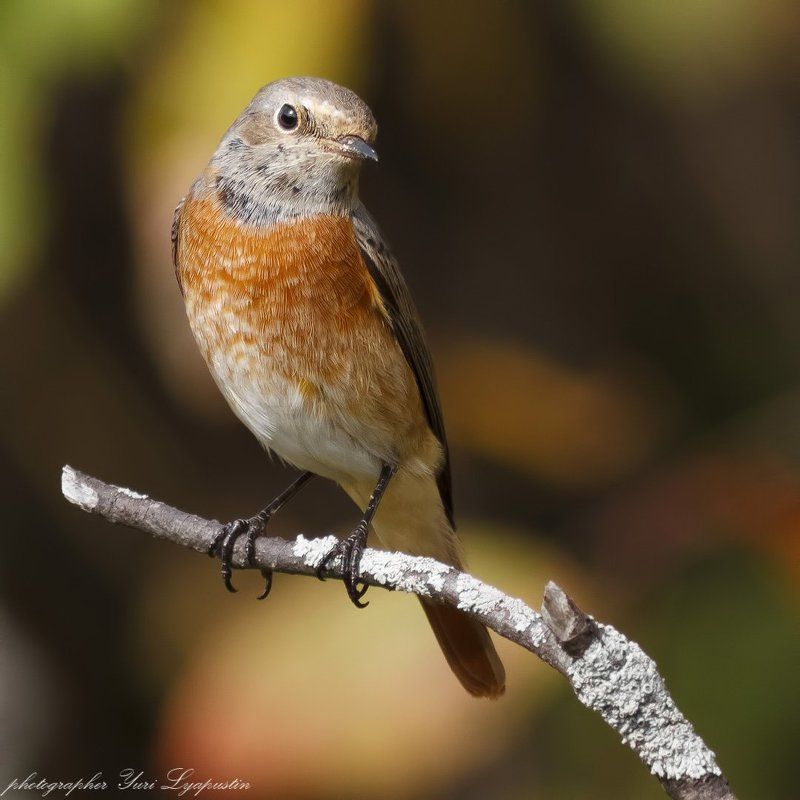 Горихвостка ***photo preview