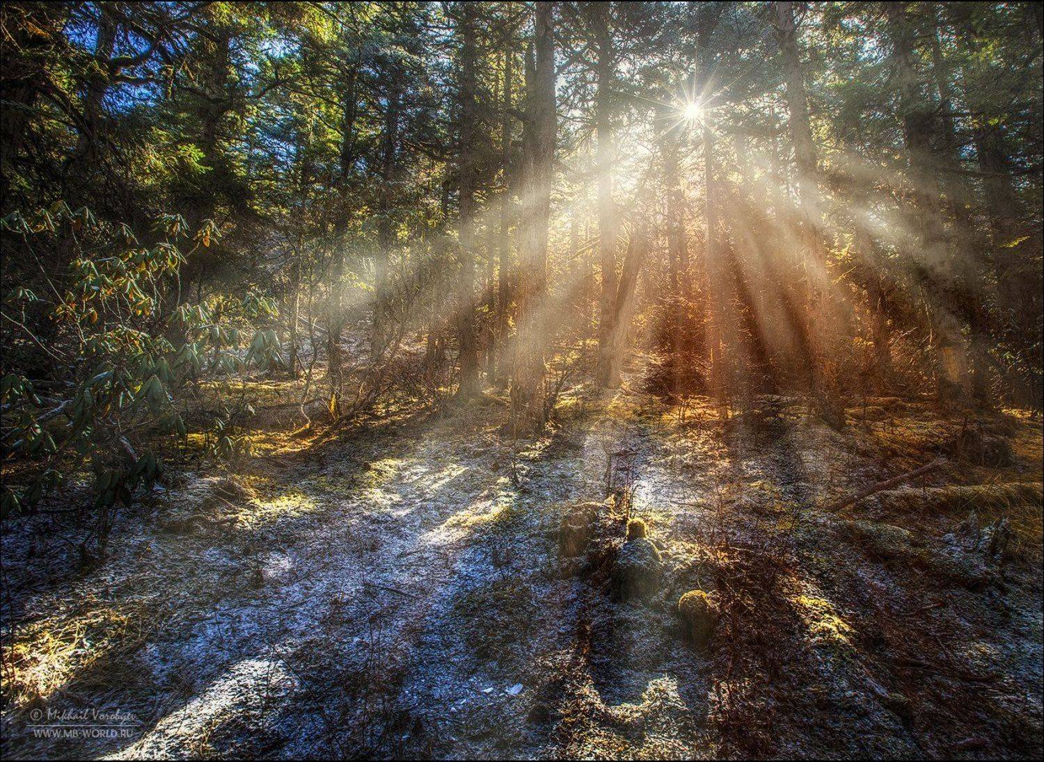 В сказочном лесу.... Автор: Михаил Воробььев Киитай, утро, лес, свет, пейзаж, Михаил Воробььев