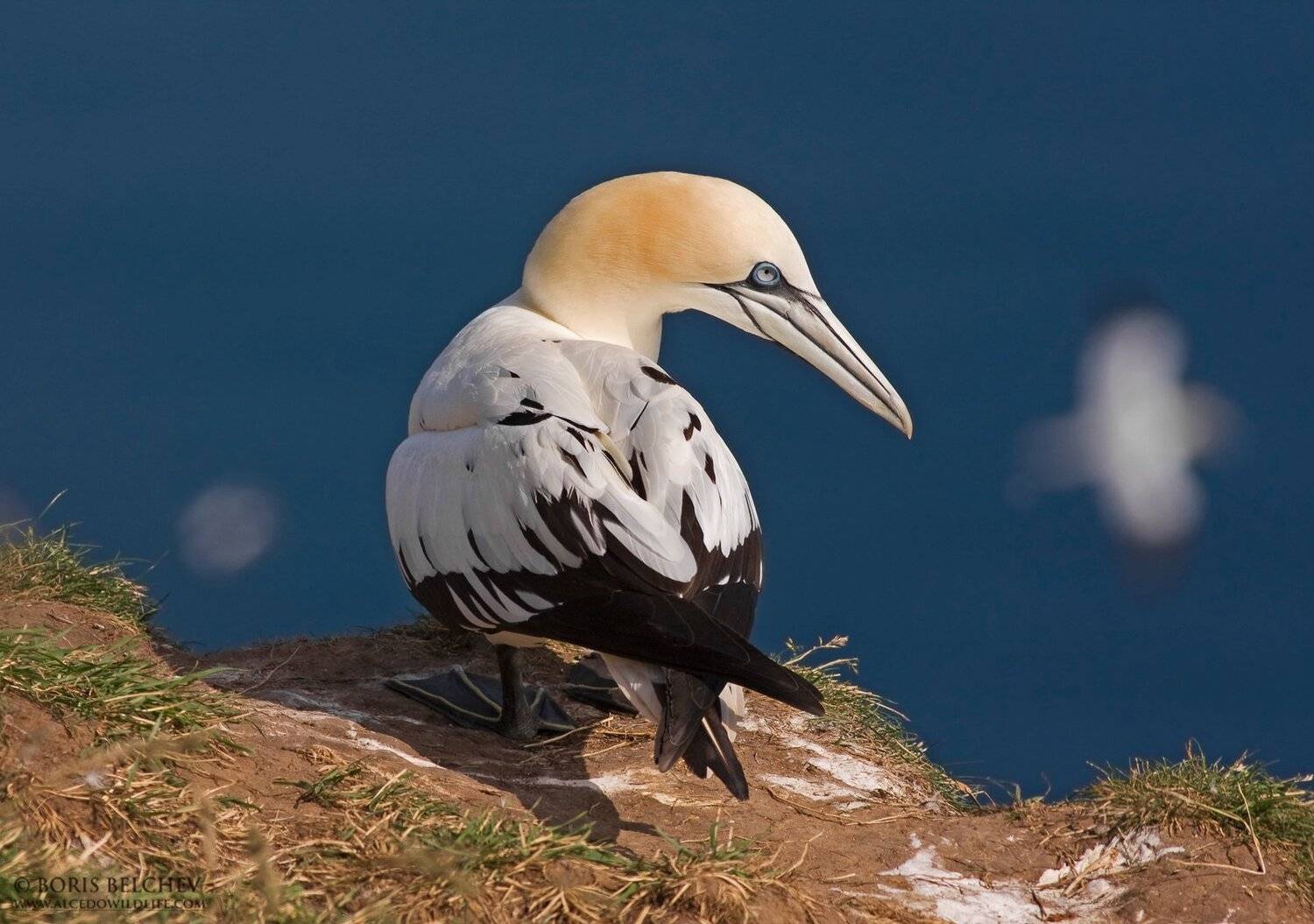 Автор: Борис Белчев , Борис Белчев
