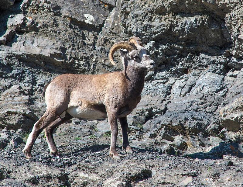 Снежные бараны Оймяконаphoto preview