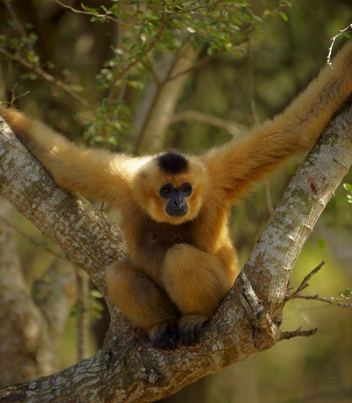 гиббон ***photo preview