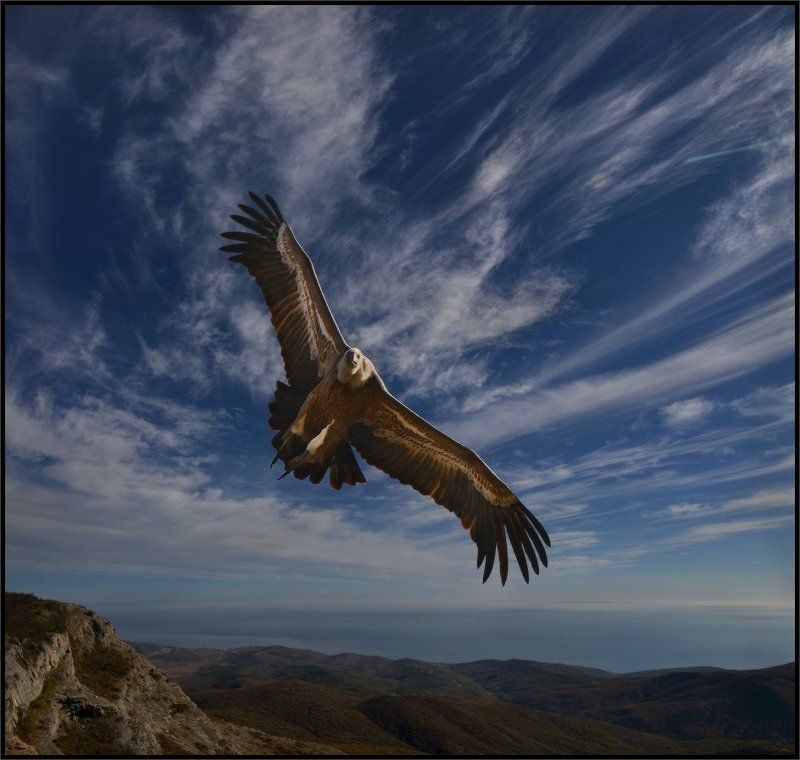 Вольная птица фото превью