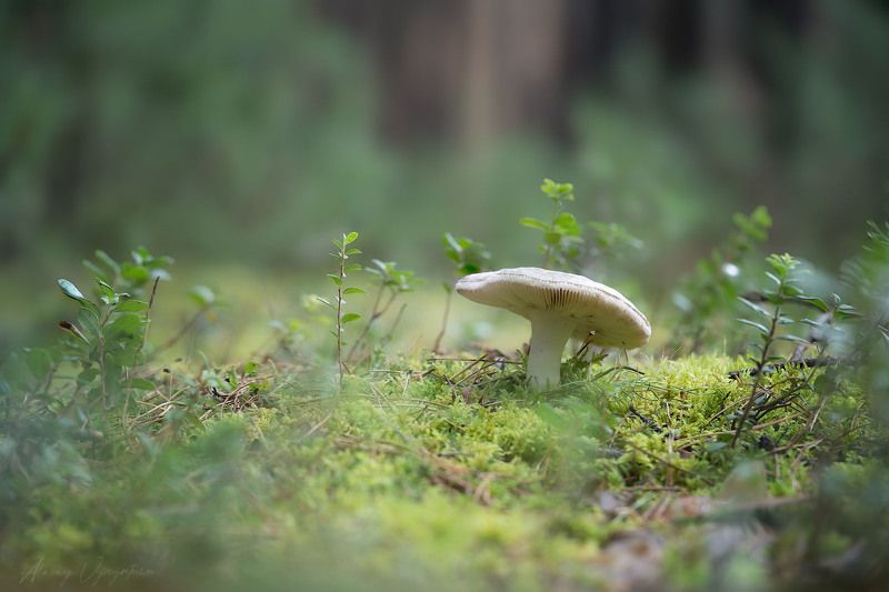 forest, macro, mushroom, outdoor, landscape After rainphoto preview