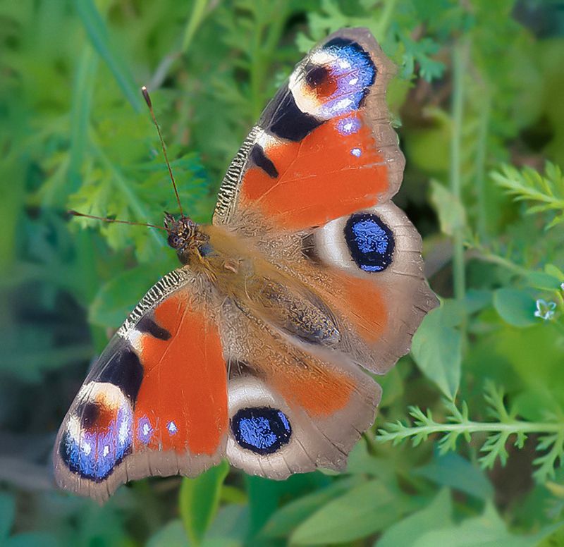 Затерянный мир 3photo preview