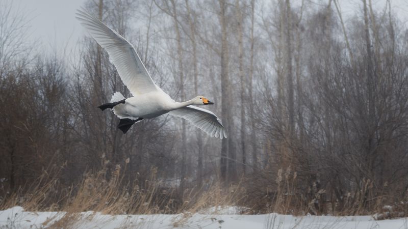 алтай, лебеди, озеро светлое Заход на посадку.photo preview