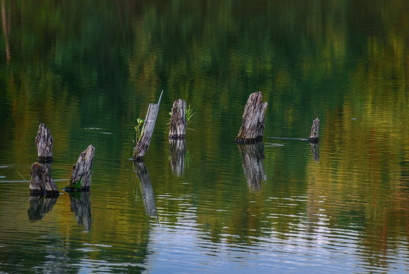 лето озеро отражения Пеньки... фото превью