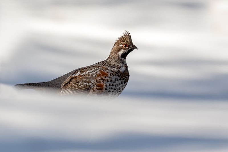 Рябчик.photo preview