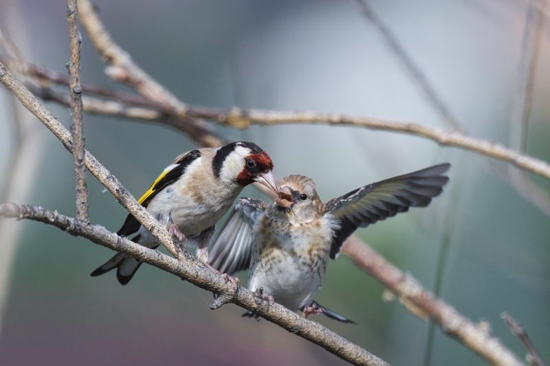 Такая забота-выкормить обормота!photo preview