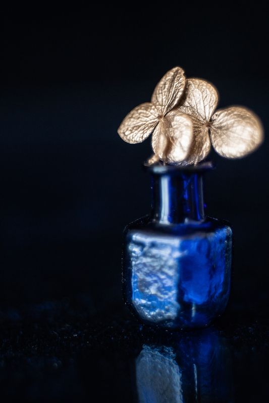 синий, натюрморт, гортензия, минимализм ***photo preview