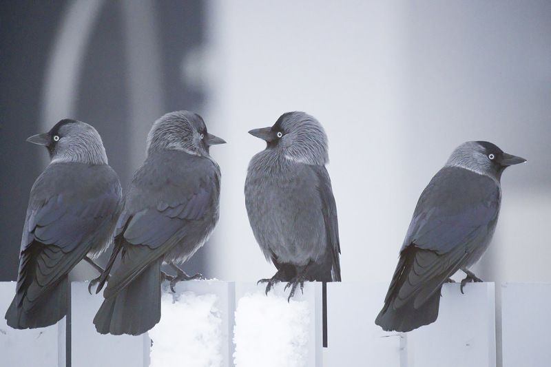 Аритмияphoto preview