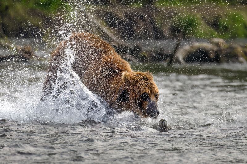 медведь, рыба, камчатка, озеро, рыбалка, хищник Поцелуйphoto preview