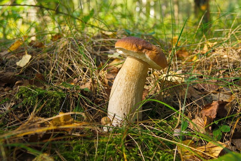 белый гриб, лес, беларусь Мама и малышphoto preview