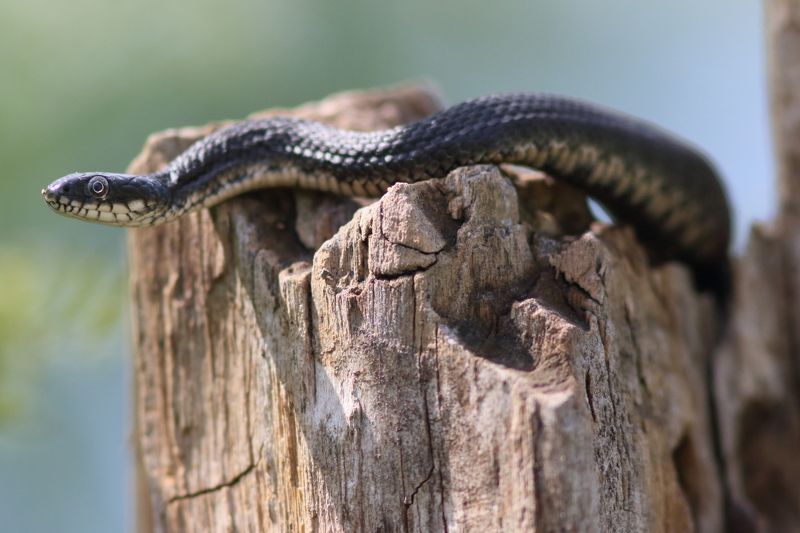 животные, природа, дикая природа, дикие животные, анималистика, фотоохота, околоводная фауна, пресмыкающиеся, змеи, уж На летнем солнышкеphoto preview