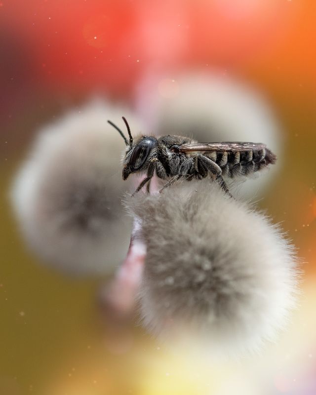 На пушистом облачкеphoto preview