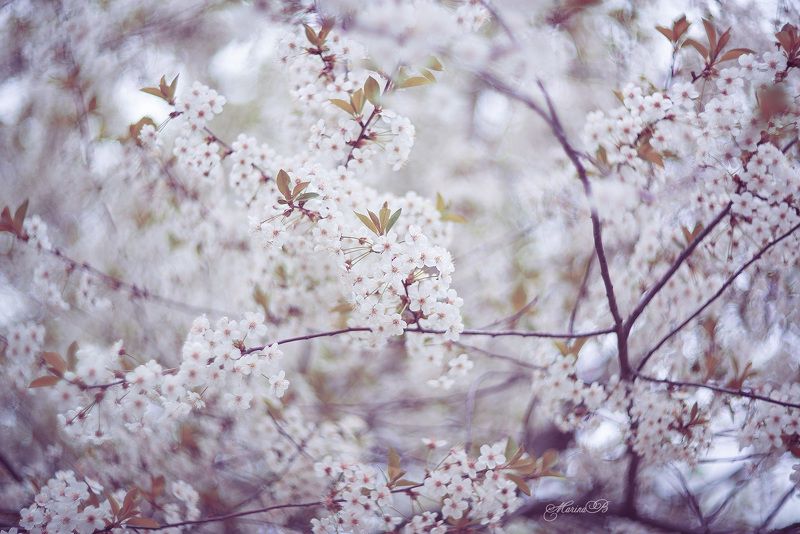 вишня, цветы, весна Цветущей вишни запах нежныйphoto preview