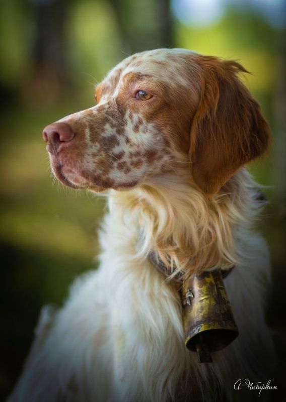 английский, сеттер, портрет, охота Английский сеттер. Портрет на охоте.photo preview