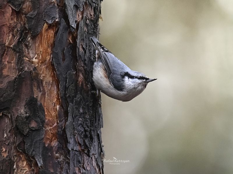 Eurasian nuthatch photo preview