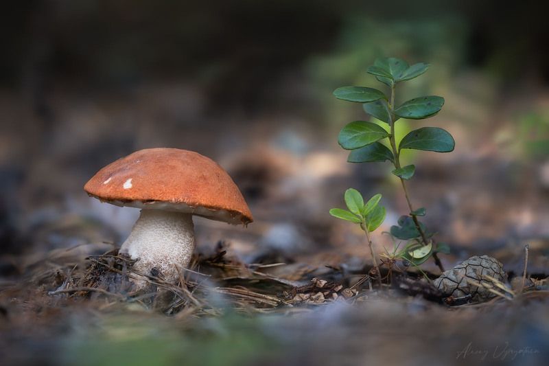 macro, mushrooms, forest, wild, outdoor Attractionphoto preview
