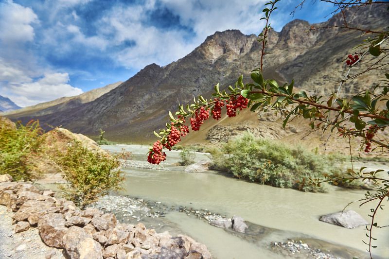 Август, время когда созревает  барбарис. Бартанг. Памир.Таджикистанphoto preview
