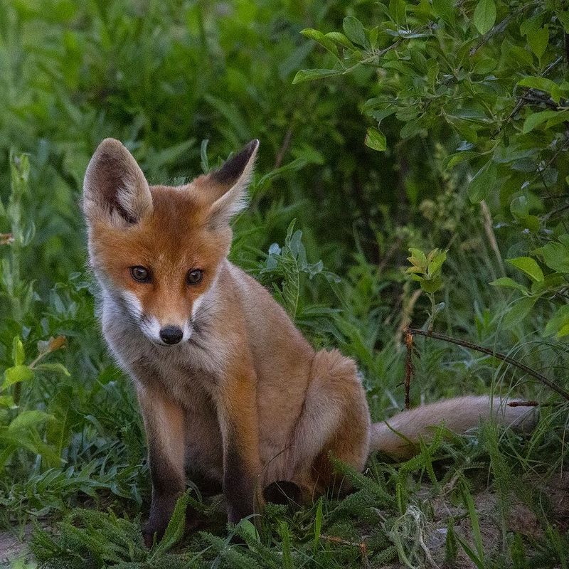 природа Из прошлогоphoto preview