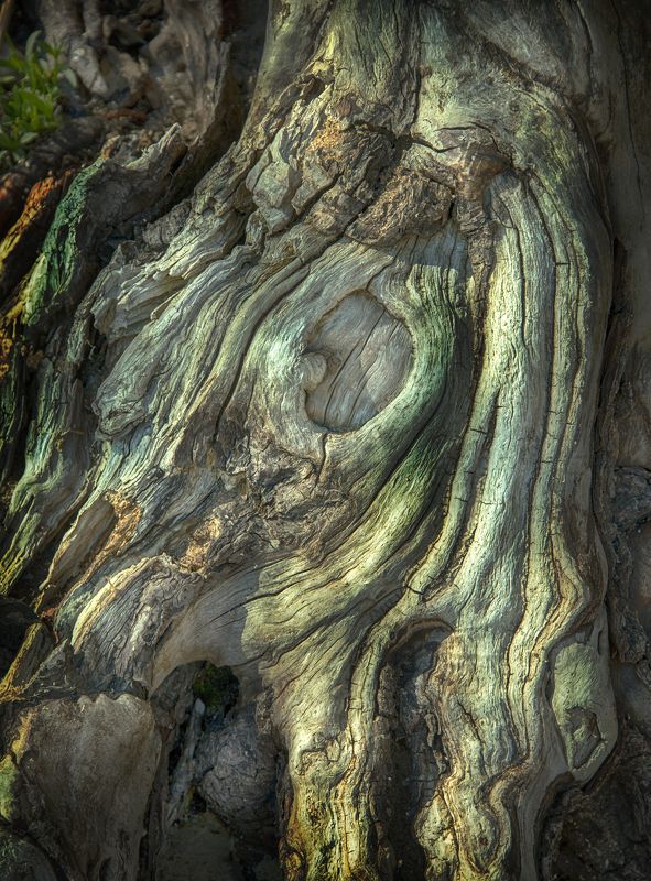 Метаморфоза дереваphoto preview