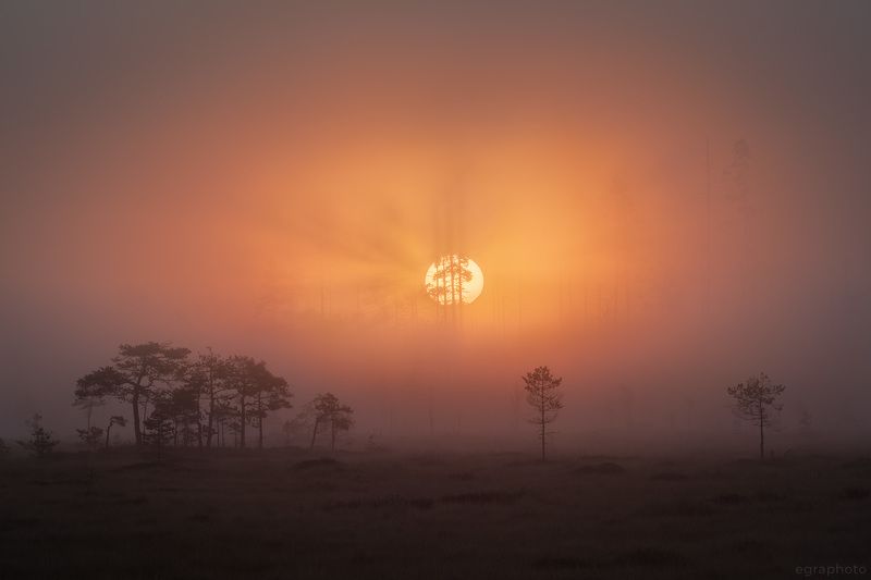 ленинградская область, болото, россия, туман Мечтаphoto preview