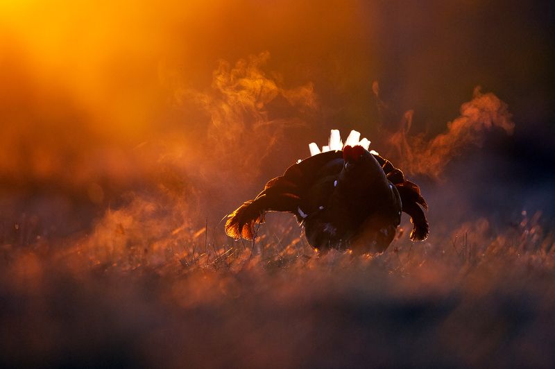 Тетерев.photo preview