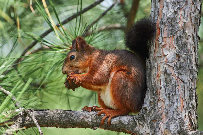 squirrel, volgograd, russia,  #photo preview