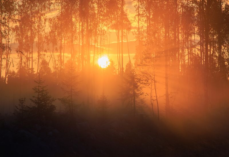 закат солнце луч туман лес Раствориться в закатеphoto preview