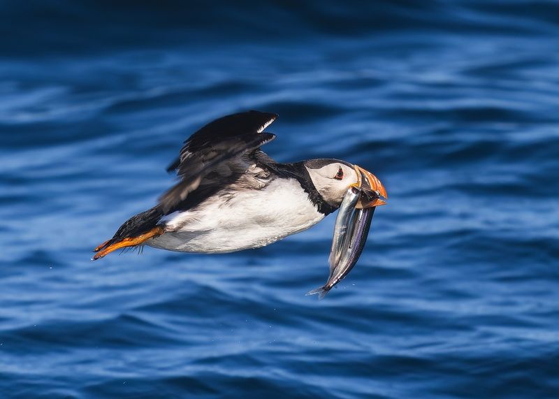 тупик, тупики, птицы, природа, баренцево море, fratercula, fratercula arctica Удачливый рыбак фото превью