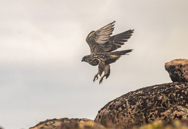 птицы, балобан, териберка Балобанphoto preview