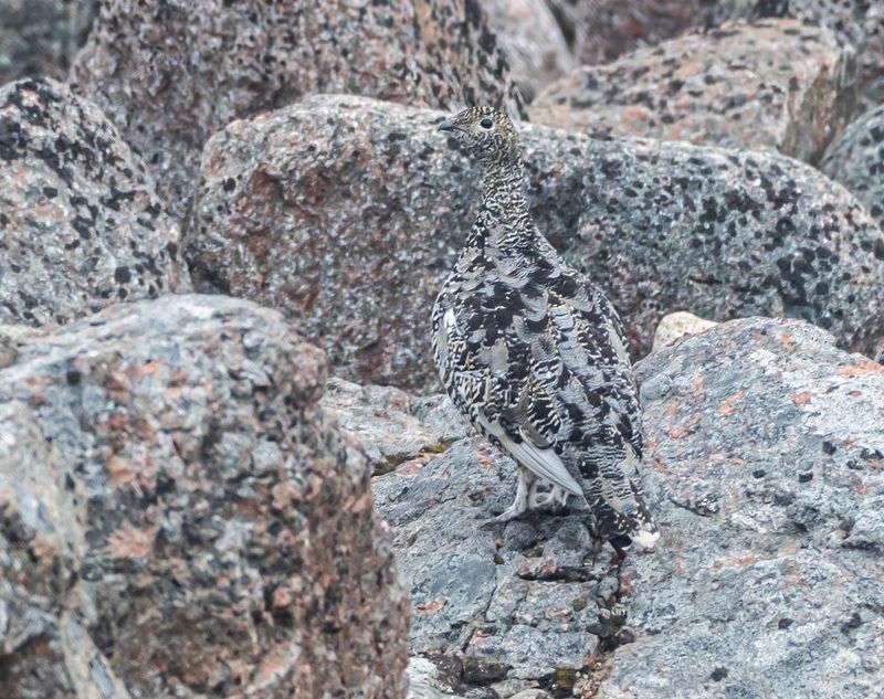 птицы, белая куропатка, териберка Мастерство маскировкиphoto preview