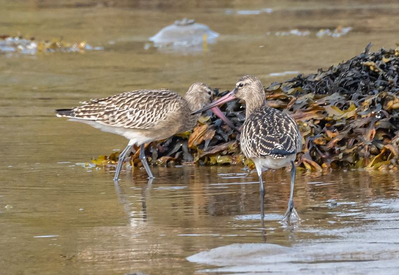птицы, малый веретенник, териберка Малый веретенникphoto preview