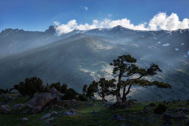 таджикистан, фанские горы, утро, дерево арча Фанские горыphoto preview