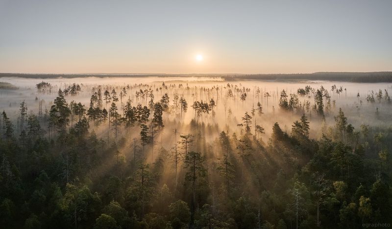 болото, ленинградская область, россия, туман Туманное болото Ленинградской областиphoto preview