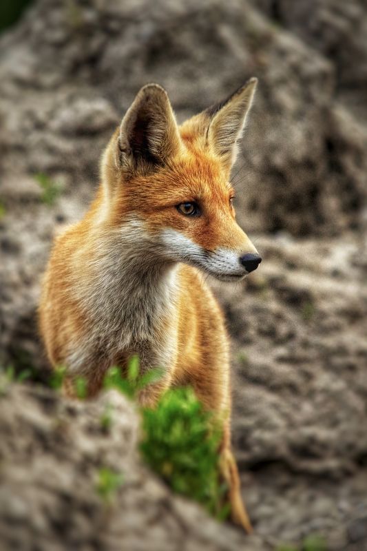 природа ***photo preview