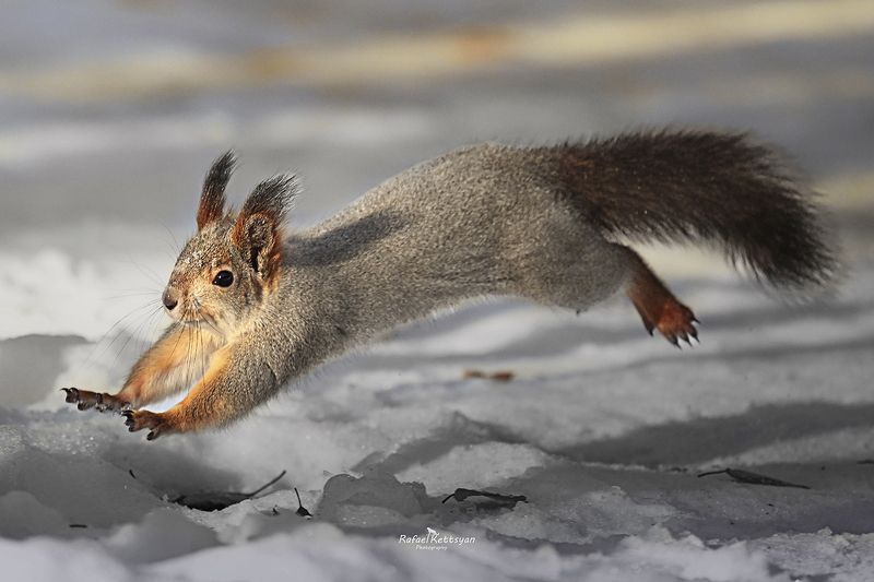 Squirrelphoto preview