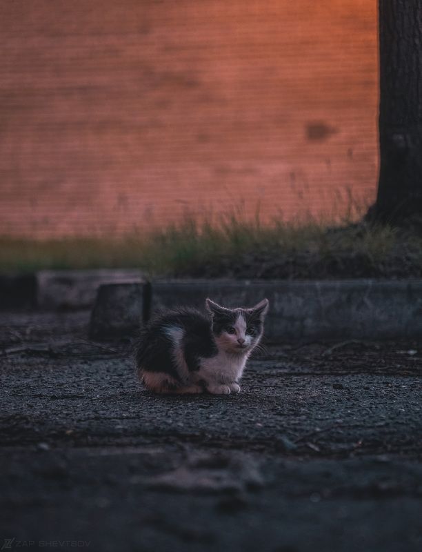 фото,креативное фото, гелиос,helios, Сергей Шевцов, Zap Шевцов, ZAP SHEVTSOV, фотография, Беларусь, Полоцк,Новополоцк, S5ii, Lumix, совесткая оптика, необычное фото photo preview
