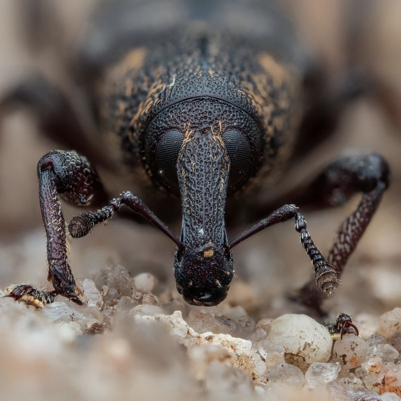 Hylobius abietisphoto preview